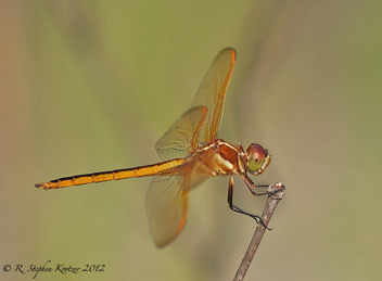 Libellula auripennis, male